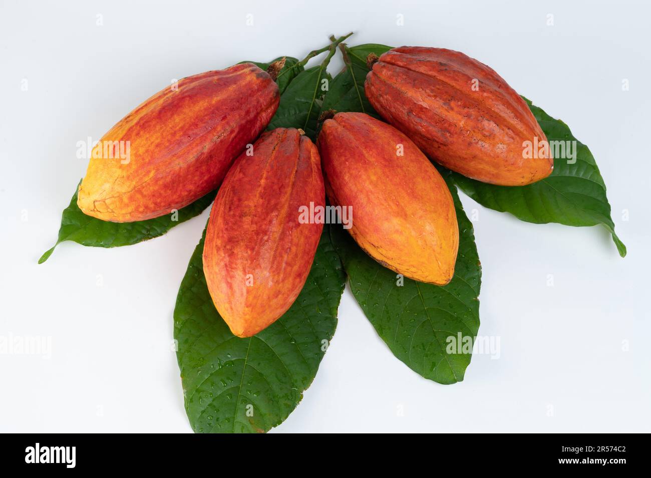 Thème de mûrissement de cacao. Feuilles de cacao plates au-dessus de la vue de dessus Banque D'Images