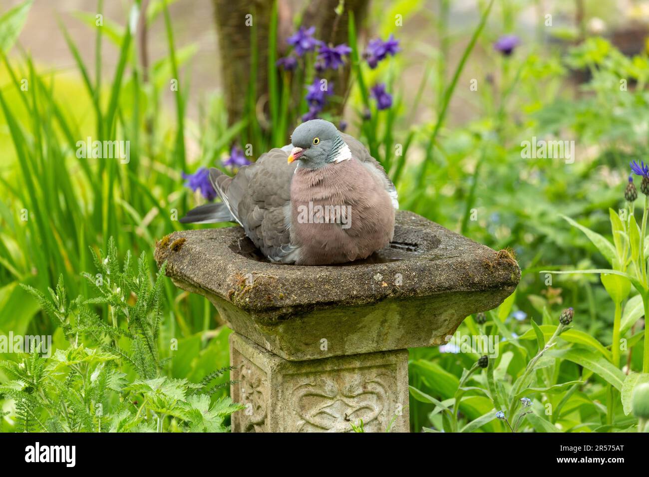 Palumbus de pigeon en bois commun de Columba, installé dans un bain d'oiseaux de jardin Banque D'Images