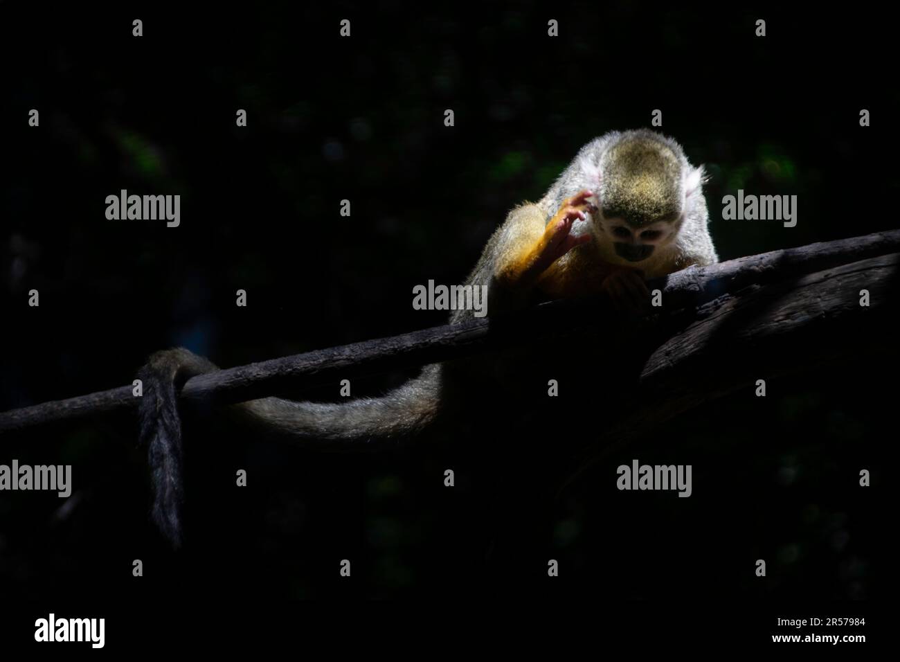 Animaux dans l'habitat Banque de photographies et d’images à haute
