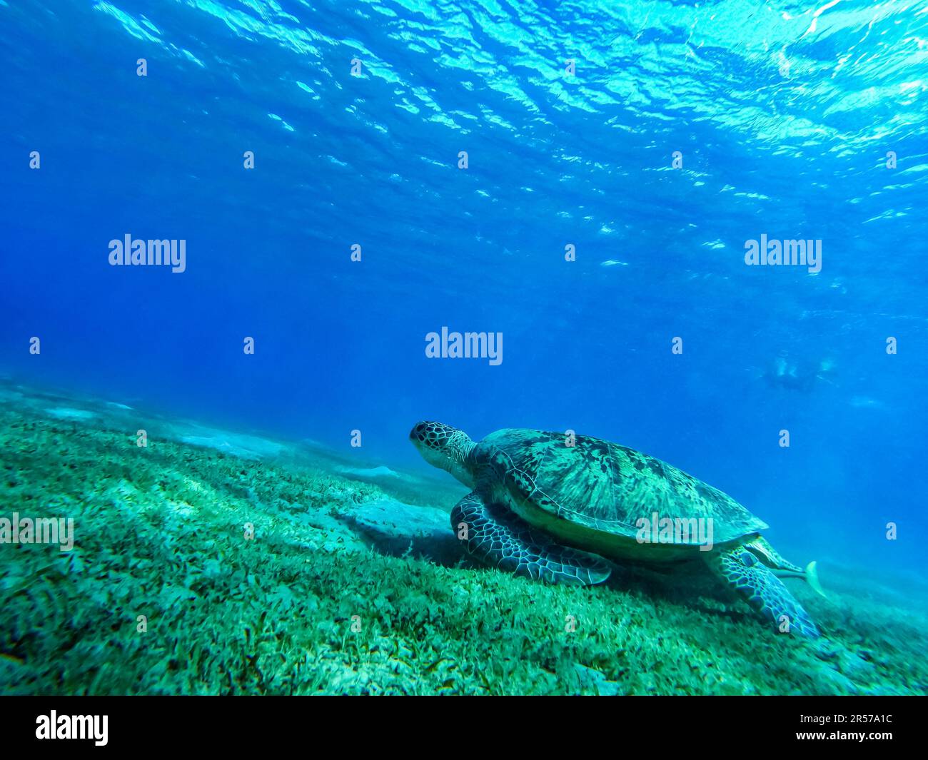 Vue sous-marine sur les grandes tortues, plongée avec tuba dans une eau cristalline, Marsa Alam Egypt Abu Dabab Coral Rift, Abu Dabbab, Mer Rouge Banque D'Images