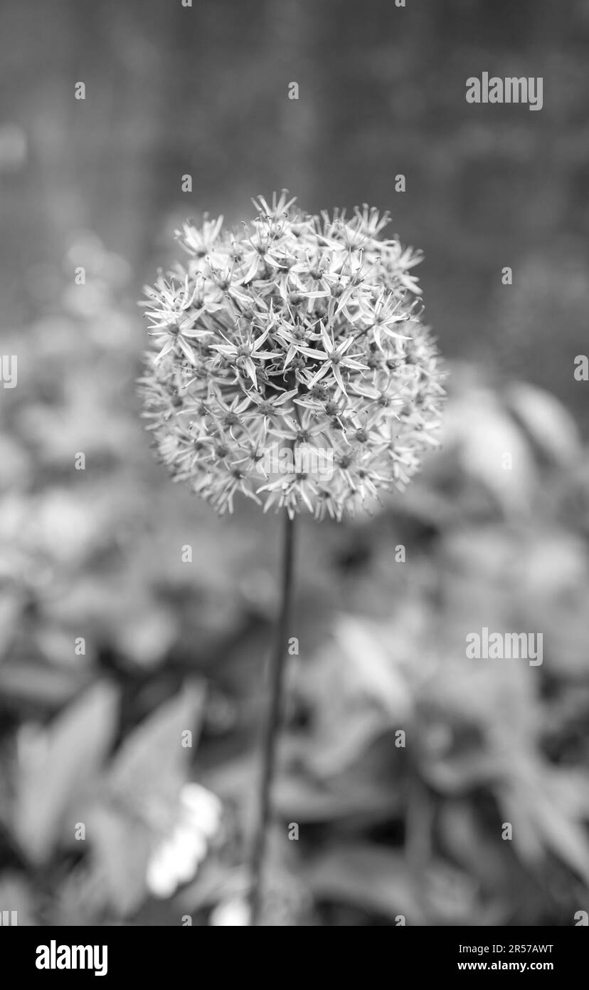 Plantes d'Allium, également connu sous le nom d'oignons ornementaux en pleine fleur. Banque D'Images