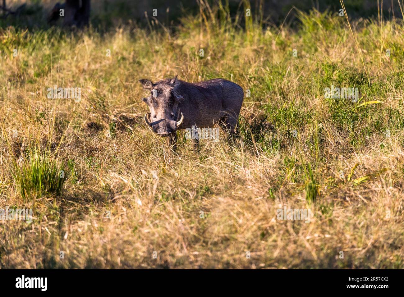 Un phacochère se tient dans les hautes herbes du parc national de Liwonde, au Malawi. Banque D'Images