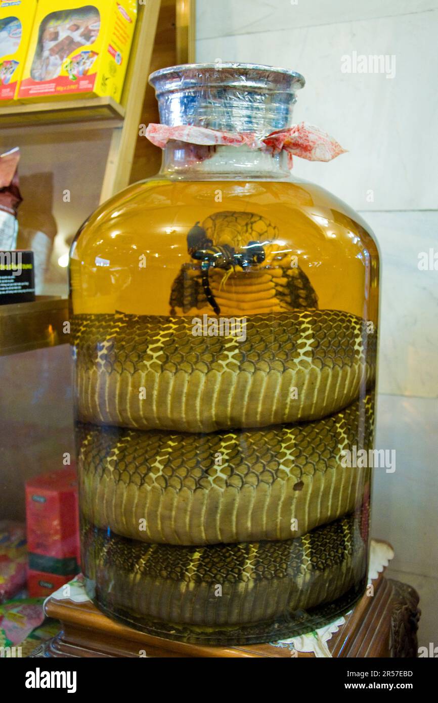 Serpents. Vérité Benefice Beauty Company. Chau pong. Vietnam Banque D'Images