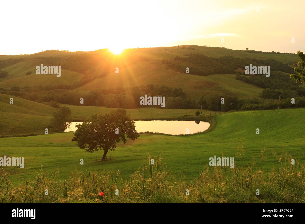 Un arbre à proximité d'un lac à l'heure d'or, Toscane Banque D'Images