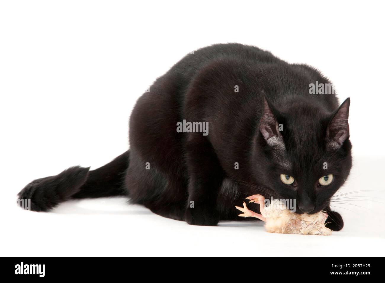 Chat domestique, noir, BARF, poussins de poulet, nourriture crue, poussins d'un jour Banque D'Images