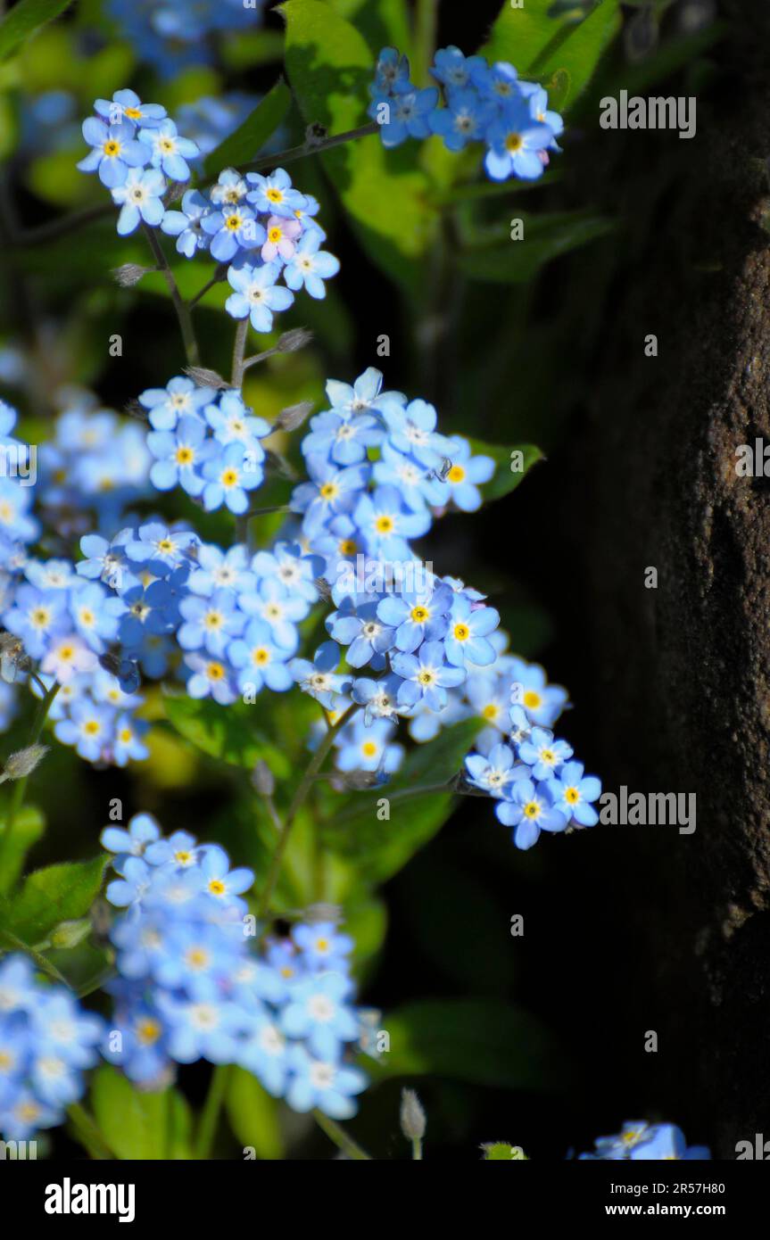 Forget-Me-not dans le jardin, Forget-Me-Not Floraison, Bois de forêt Forget-Me-Not (Myosotis sylvatica) Banque D'Images
