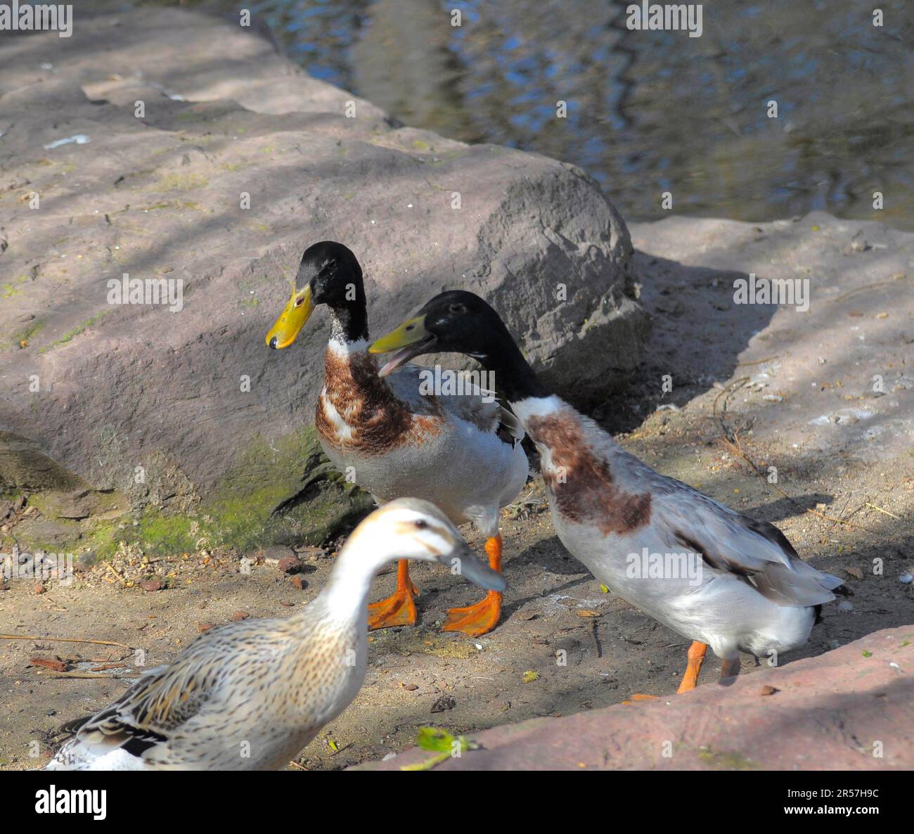 Mallard (Anas platyrhynchos), sarcelle indien, canard bocal Banque D'Images