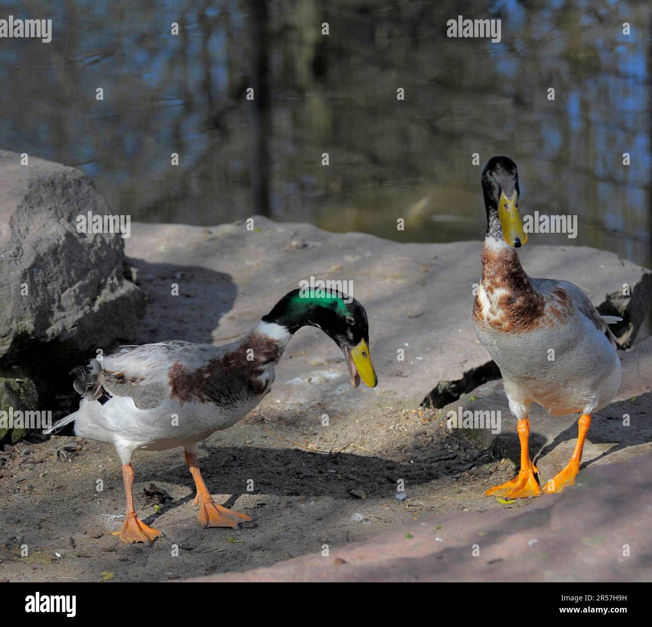 Mallard (Anas platyrhynchos), sarcelle indien, canard bocal Banque D'Images