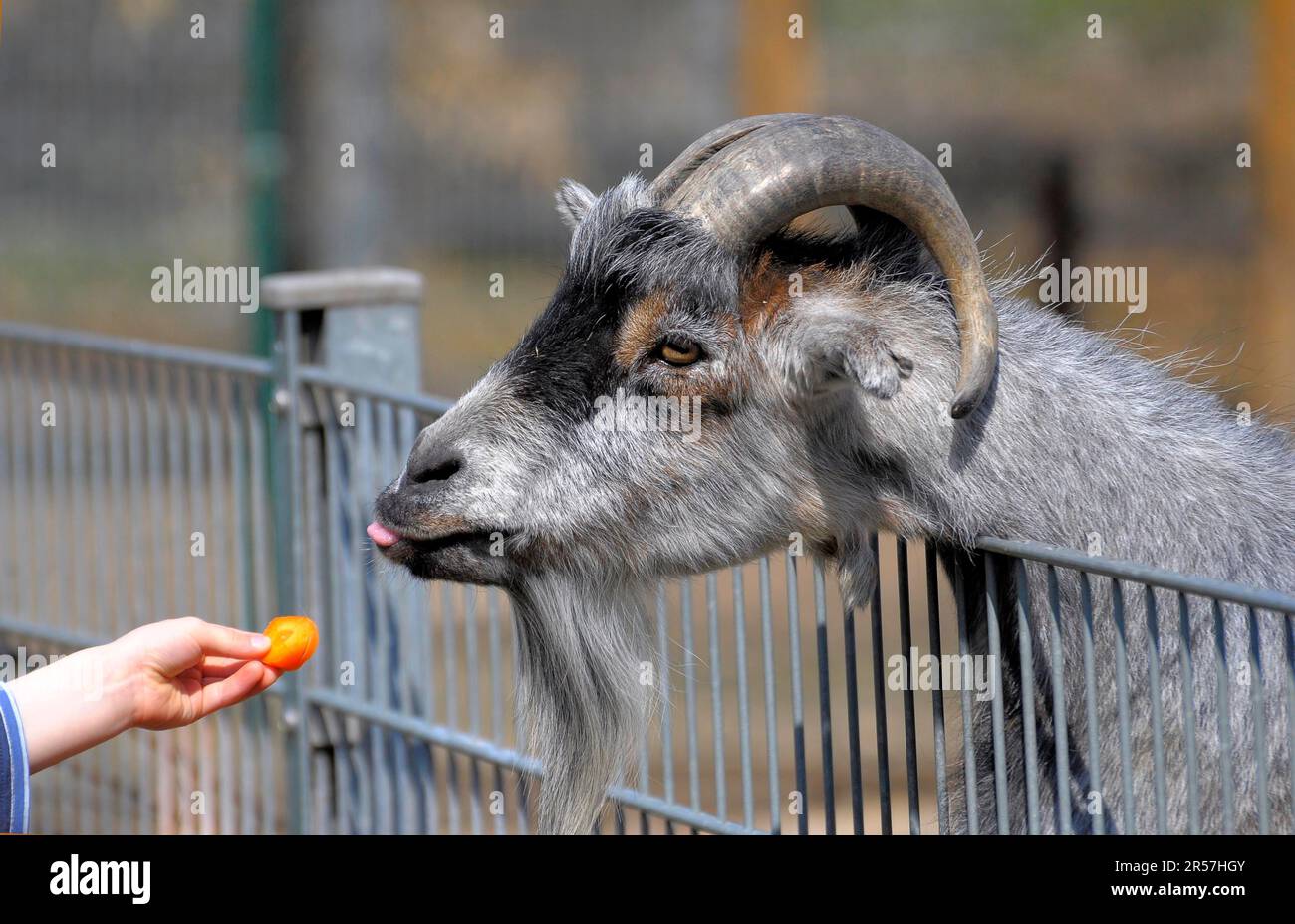Alimentation, chèvre dans le parc animalier, garçon avec alimentation de chèvre Banque D'Images