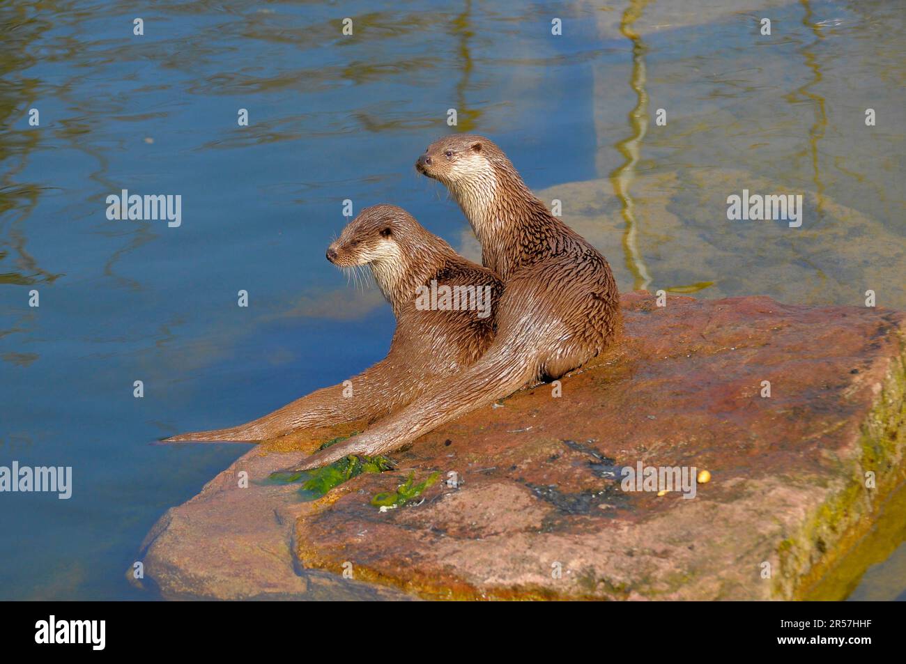 Zoo de Pforzheim, paire de loutres au bord de l'étang Banque D'Images