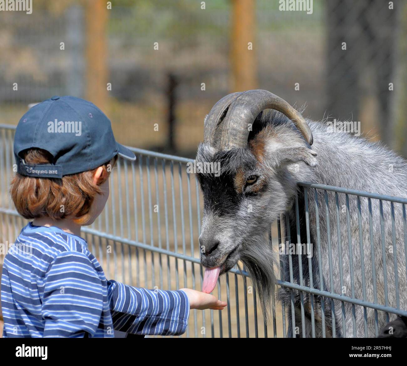 Chèvre dans le zoo, garçon avec alimentation de chèvre Banque D'Images