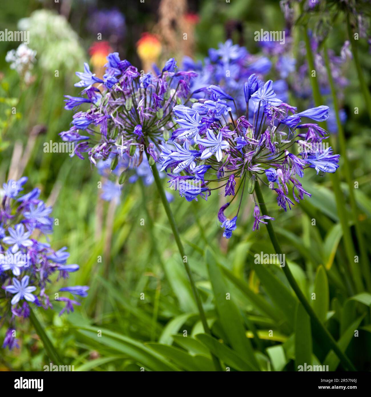 Bleu vif (Agapanthus africanus) passé de son mieux Banque D'Images