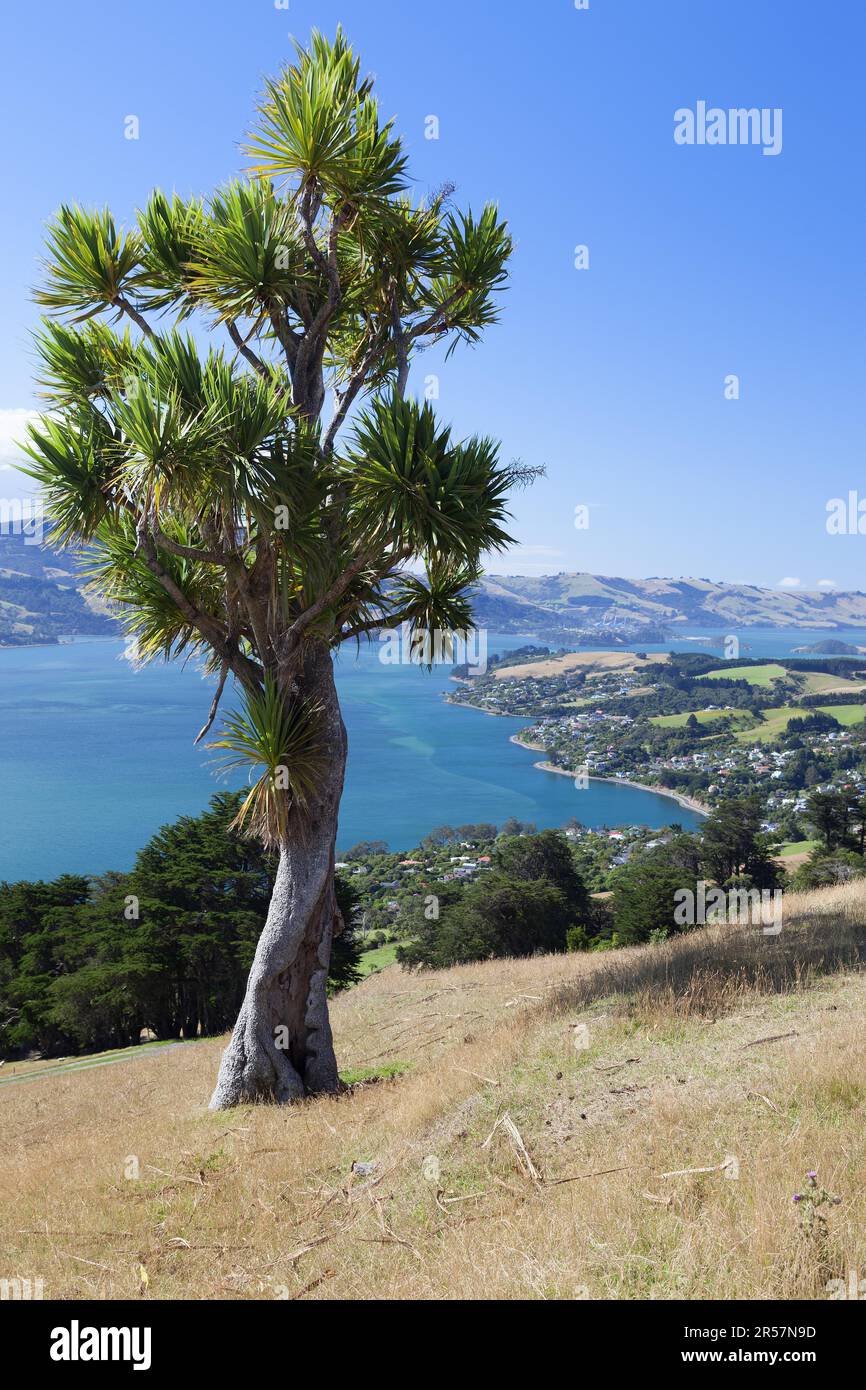 Chou (Cordyline australis) près de Dunedin Banque D'Images