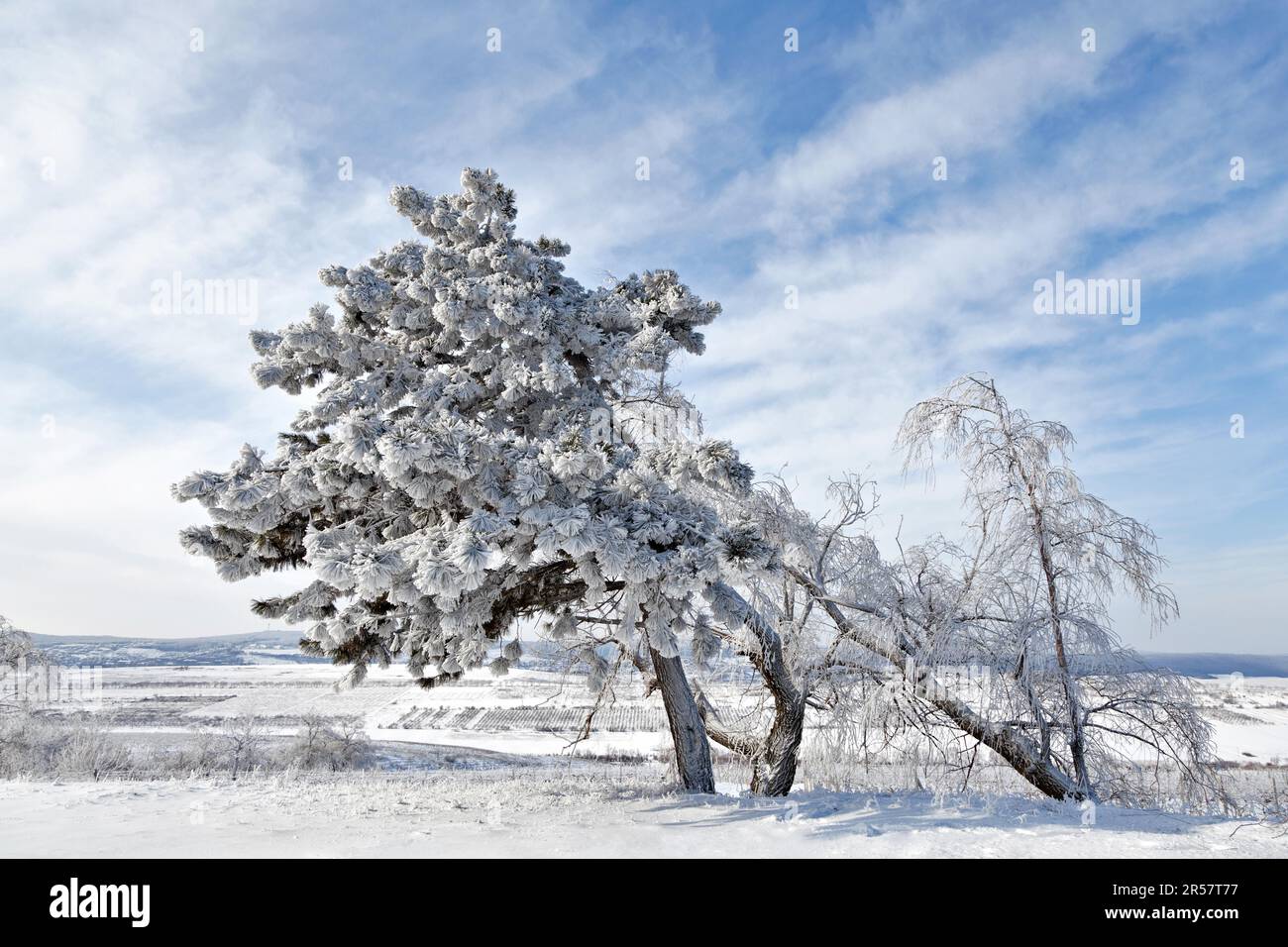 bois d'hiver, selon la saison Banque D'Images