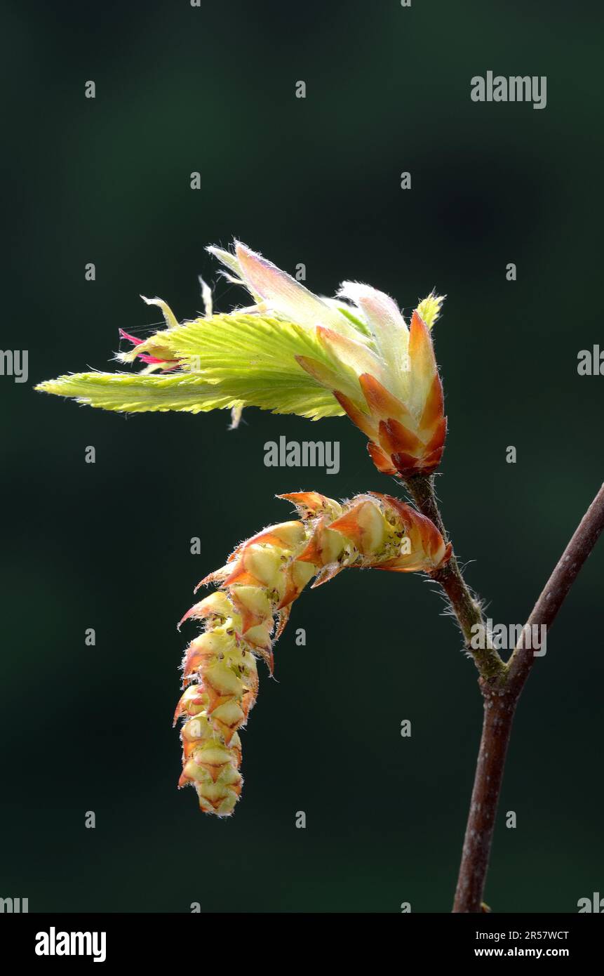 Au printemps, les feuilles de charme se déplient autour de la fleur Banque D'Images