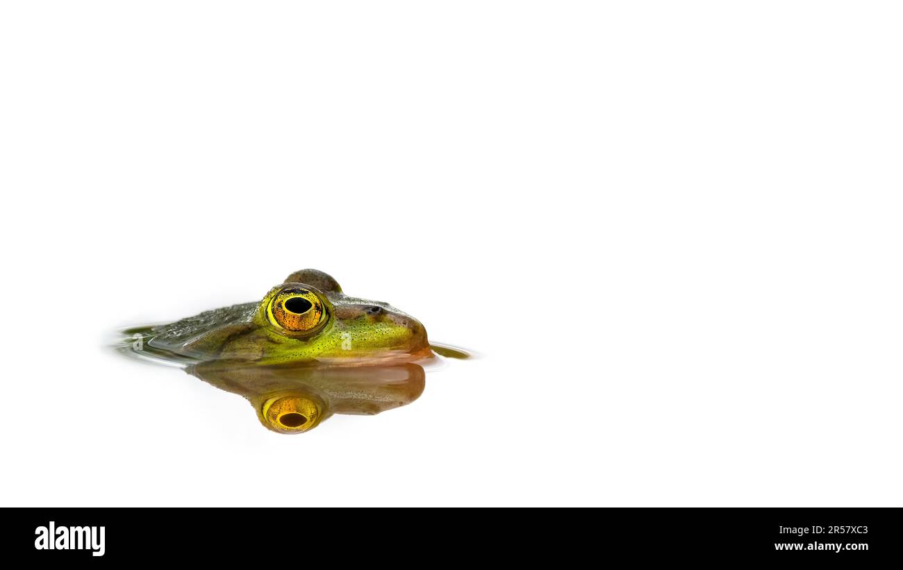 Macro gros plan de la tête d'une grenouille verte sortant de l'eau dans la vue de profil, la réflexion créant la symétrie, le bas-angle, le minimalisme, l'espace de copie, Banque D'Images