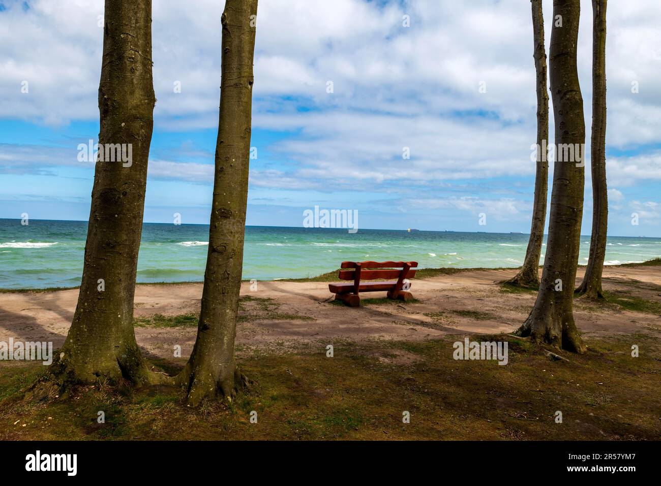 Banc d'observation avec vue sur la mer Baltique dans la forêt fantôme près de Nienhagen, côte de la mer Baltique, quartier de Rostock, Mecklembourg-Poméranie occidentale Banque D'Images