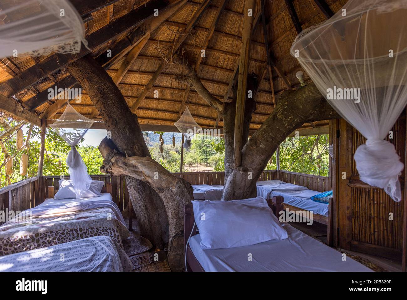 Un tronc d'arbre vivant pousse au milieu de l'une des maisons dans les arbres populaires de Kutchire Lodge dans le parc national de Liwonde, au Malawi, dont les lits offrent une vue panoramique sur tout le terrain de la lodge. Dans les maisons dans les arbres de la lodge, les invités sont proches des fameux Big Five jour et nuit – lion, léopard, rhinocéros, éléphant et buffle, qui vivent tous dans le parc. Banque D'Images