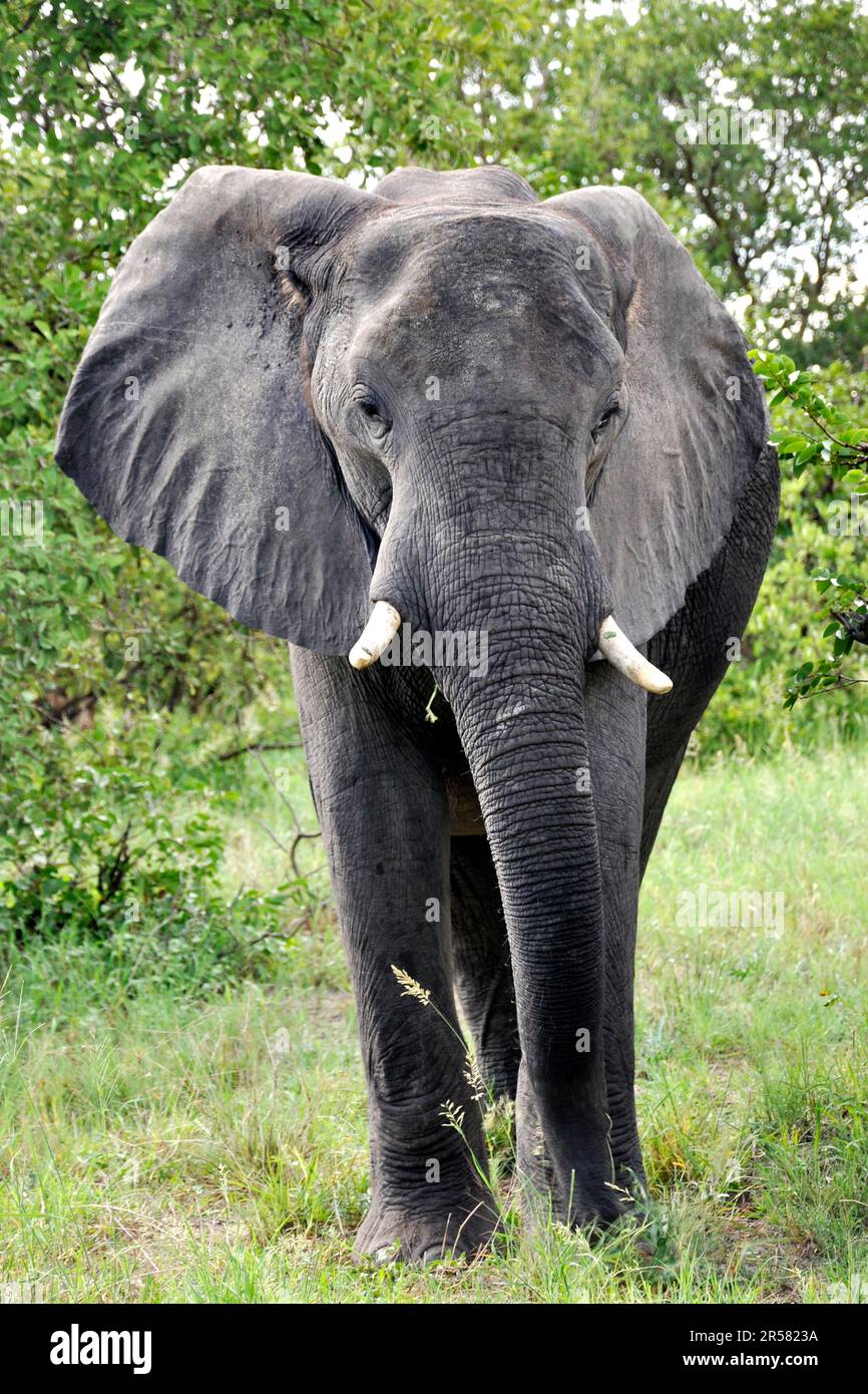 Éléphant. Parc national de Moremi. Botswana Banque D'Images