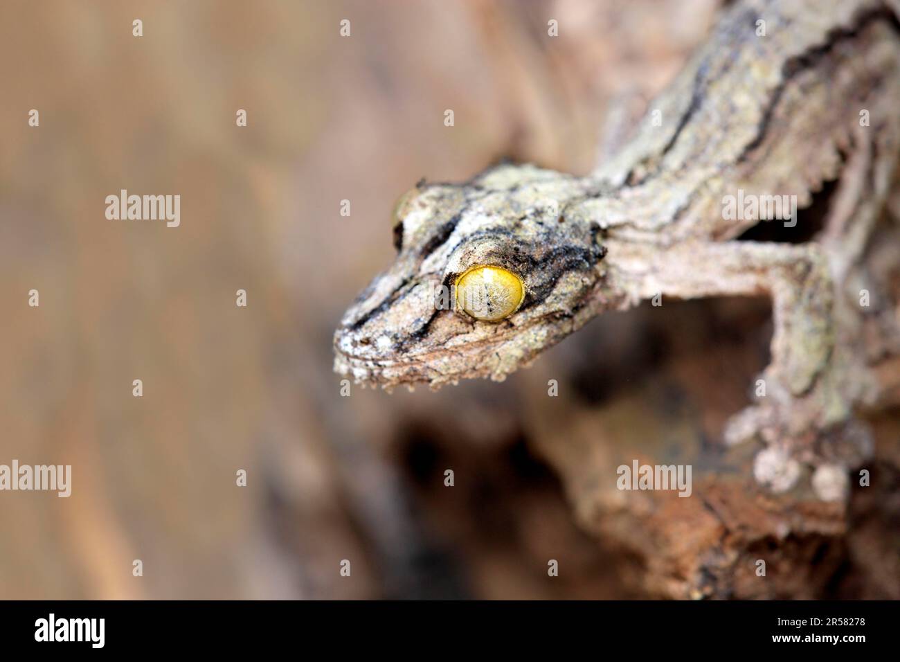 Gecko (Uroplatus sikorae), Madagascar Banque D'Images