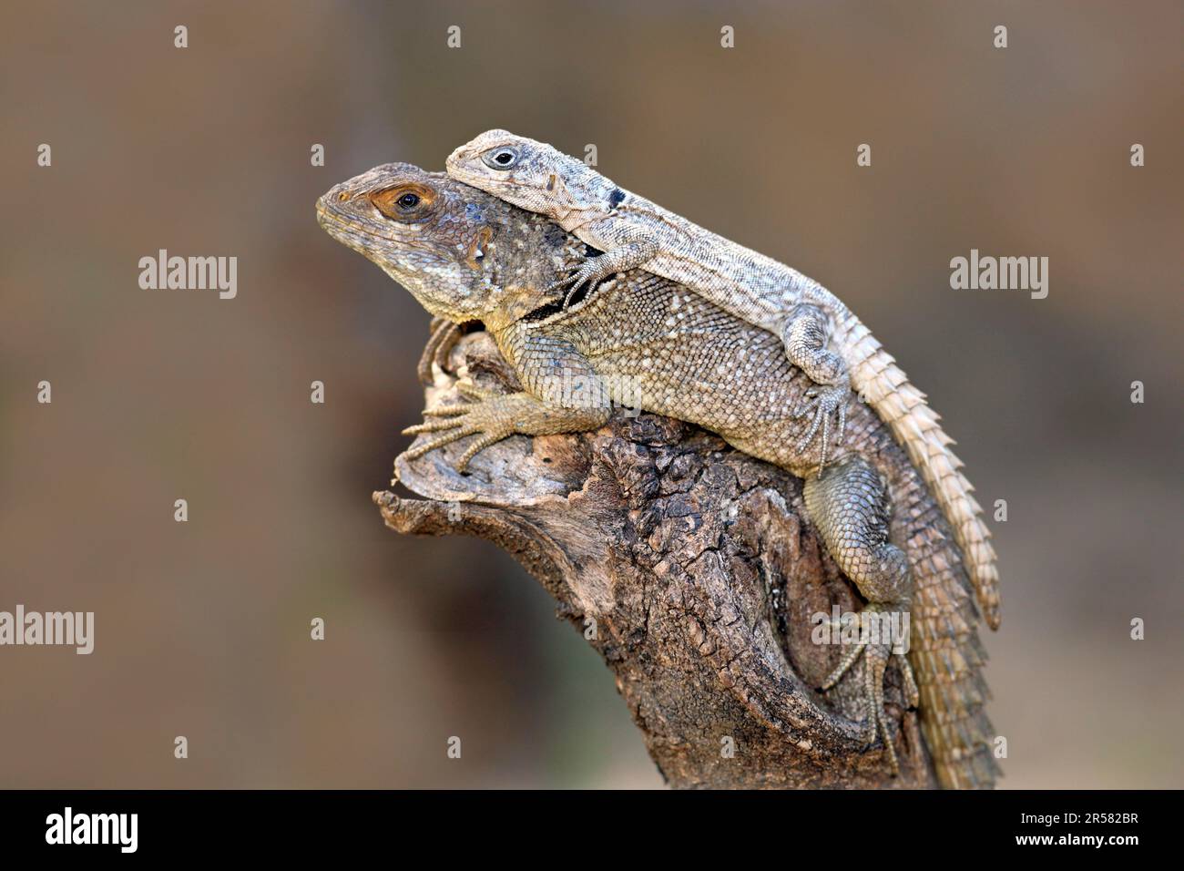 Dumeril's Madagascar Swift, femme et jeune, Madagascar (Oplurus quadrimaculatus) Banque D'Images