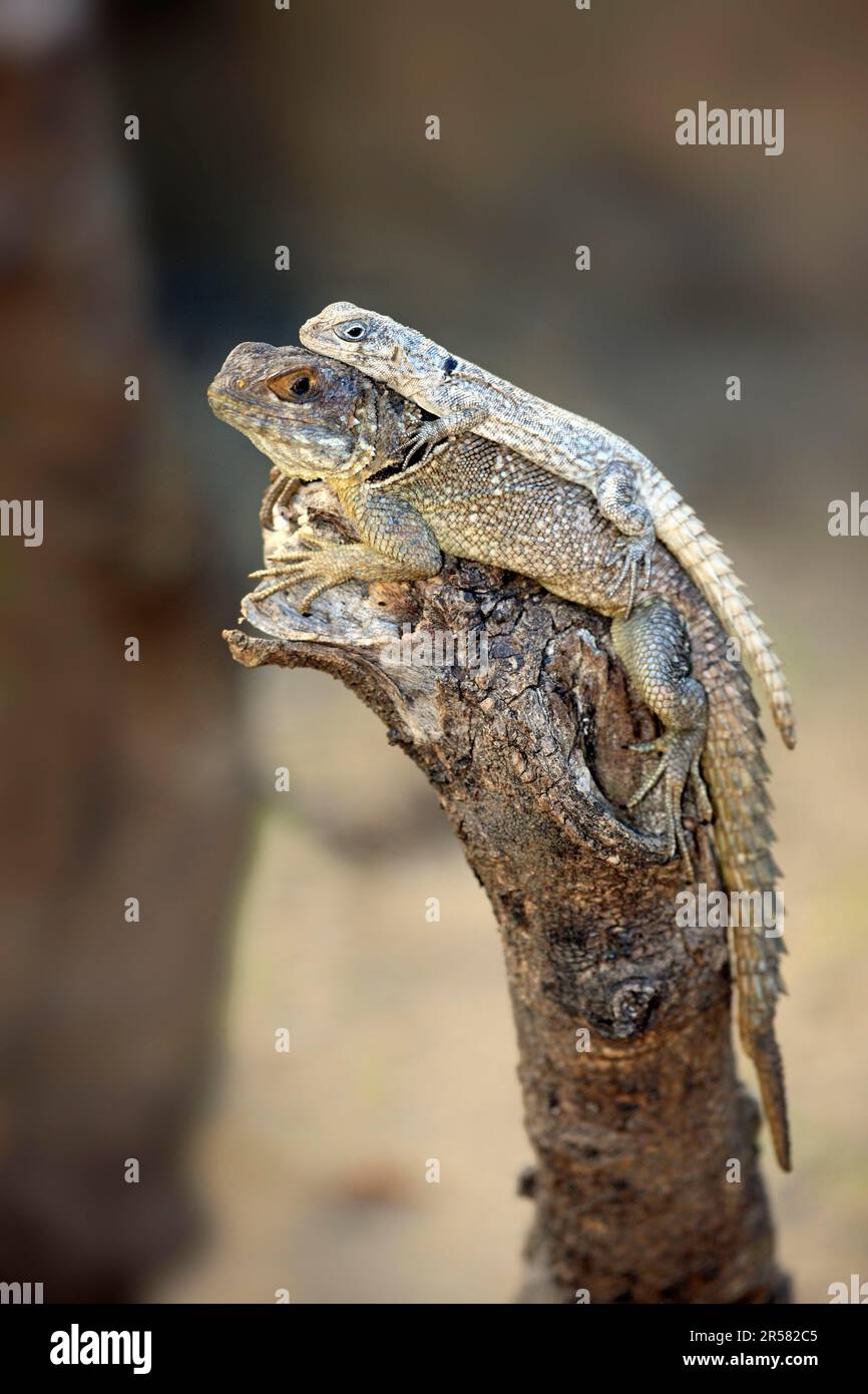 Dumeril's Madagascar Swift, femme et jeune, Madagascar (Oplurus quadrimaculatus) Banque D'Images