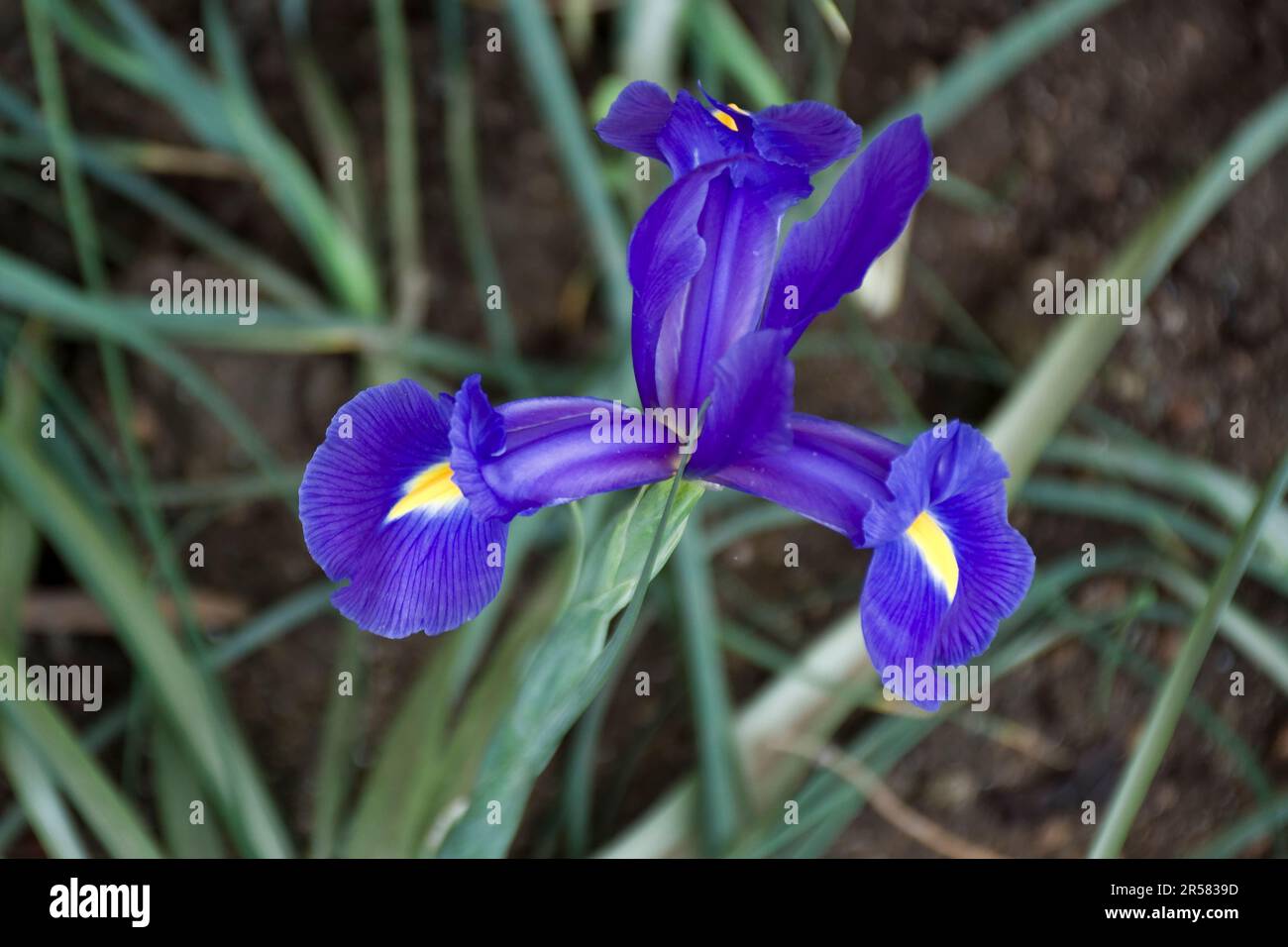 Gros plan d'un iris hollandais romantique, Blue Star, qui fleurit au printemps Banque D'Images