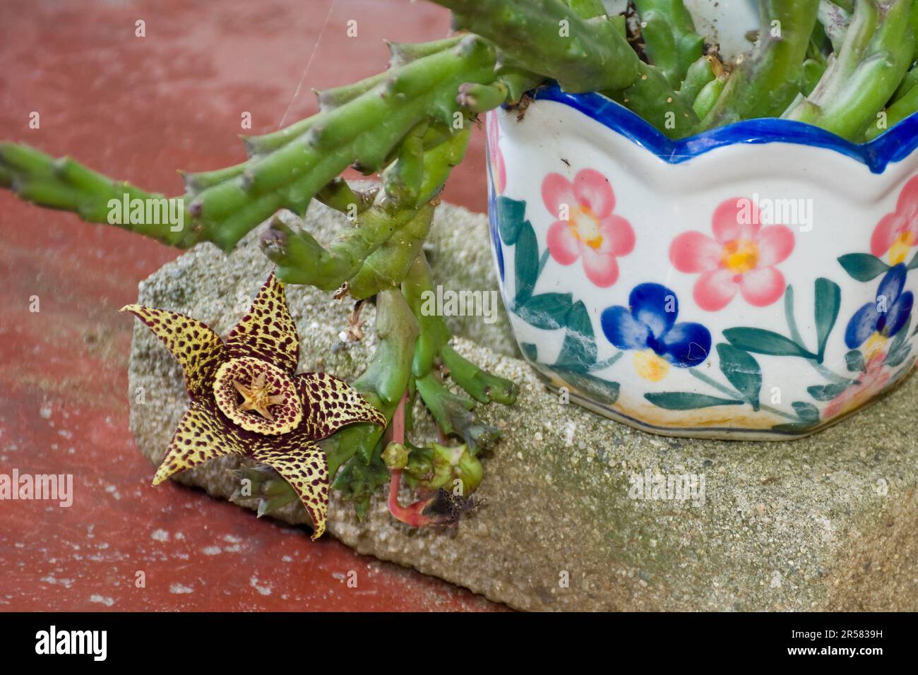 Huernia succulent avec des tiges vertes éclate en fleurs exotiques en forme d'étoile au printemps et en été Banque D'Images