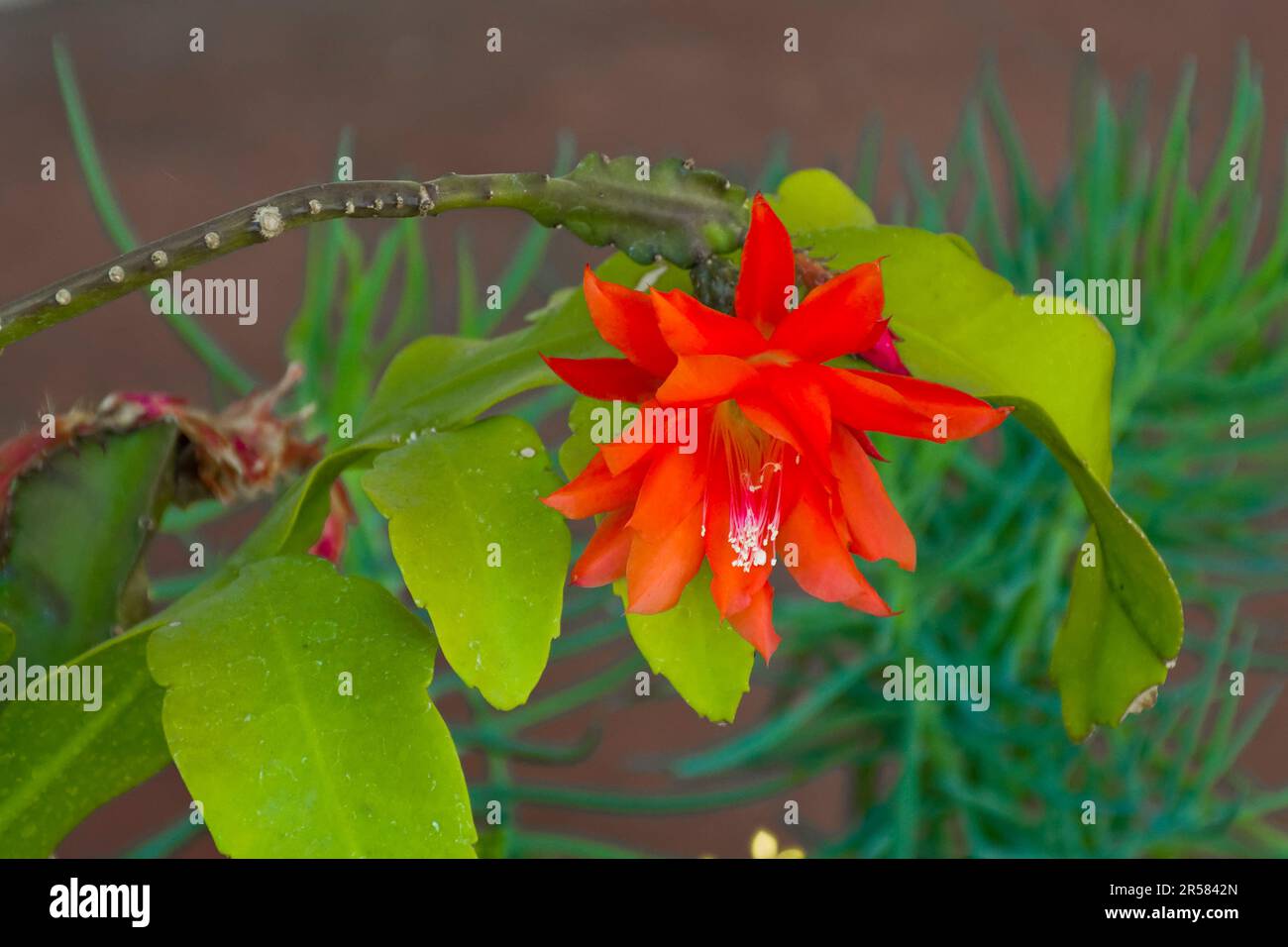 Gros plan d'une fleur succulente d'oranger qui fleurit au printemps Banque D'Images