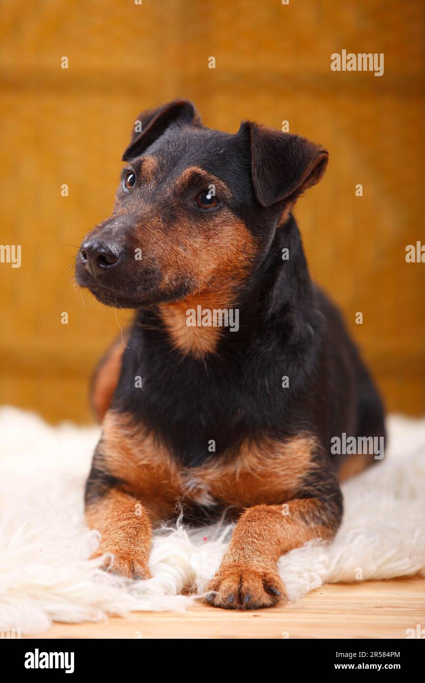 Terrier de chasse allemand Banque D'Images