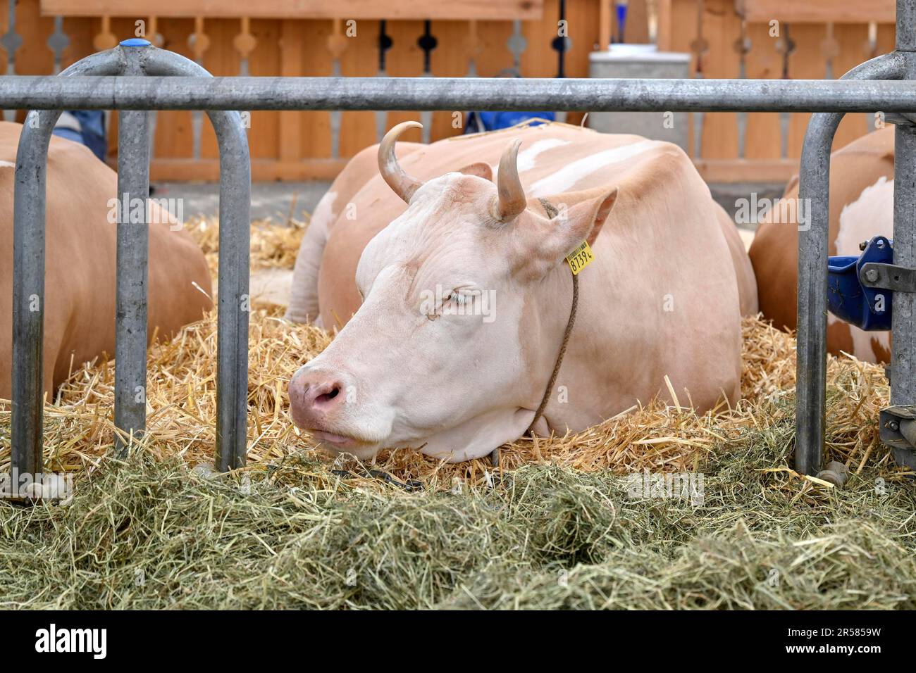 Simmental vache laitière Banque D'Images