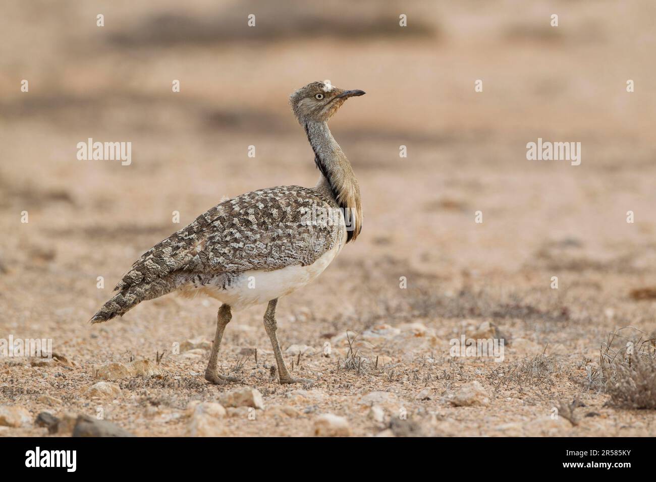 Houbara Bustard (Chlamydotis undulata fuertaventurae) Fuerteventura, Espagne Banque D'Images