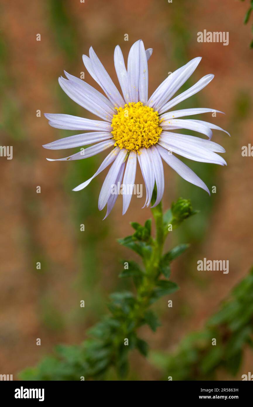 Dune Daisy, Spiny Felicia, Afrique du Sud (Felicia echinata) Banque D'Images