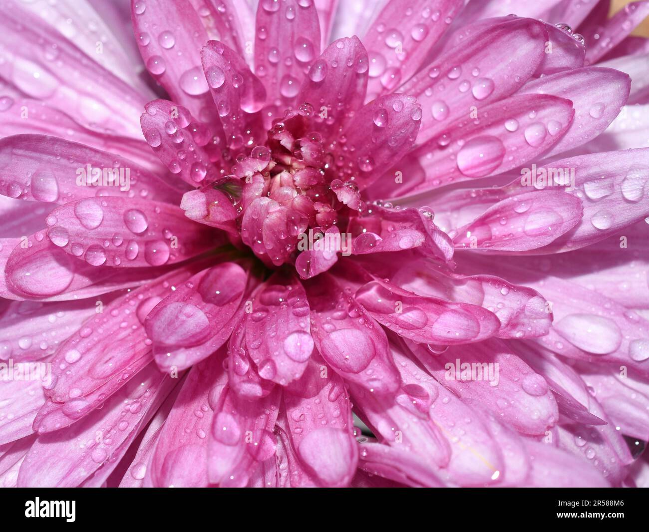 Gros plan extrême sur la fleur de chrysanthème rose mouillée par la pluie Banque D'Images