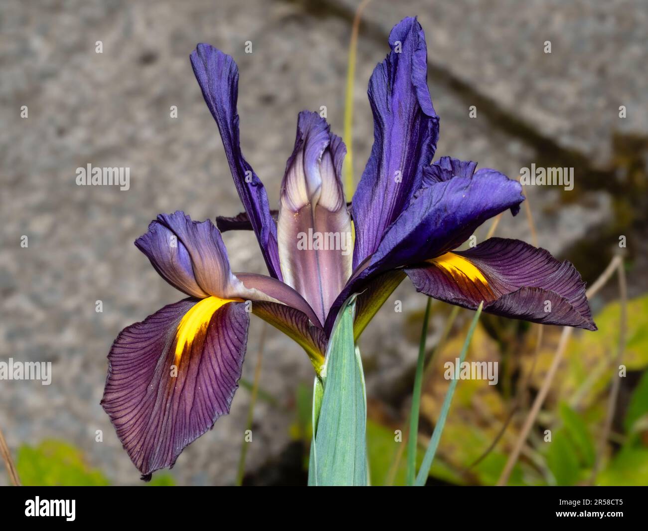 Les normes bleues et le bronze tombent dans une fleur de l'iris hollandais en fleur à la fin du printemps, Iris x hollandica 'Tigereye' Banque D'Images