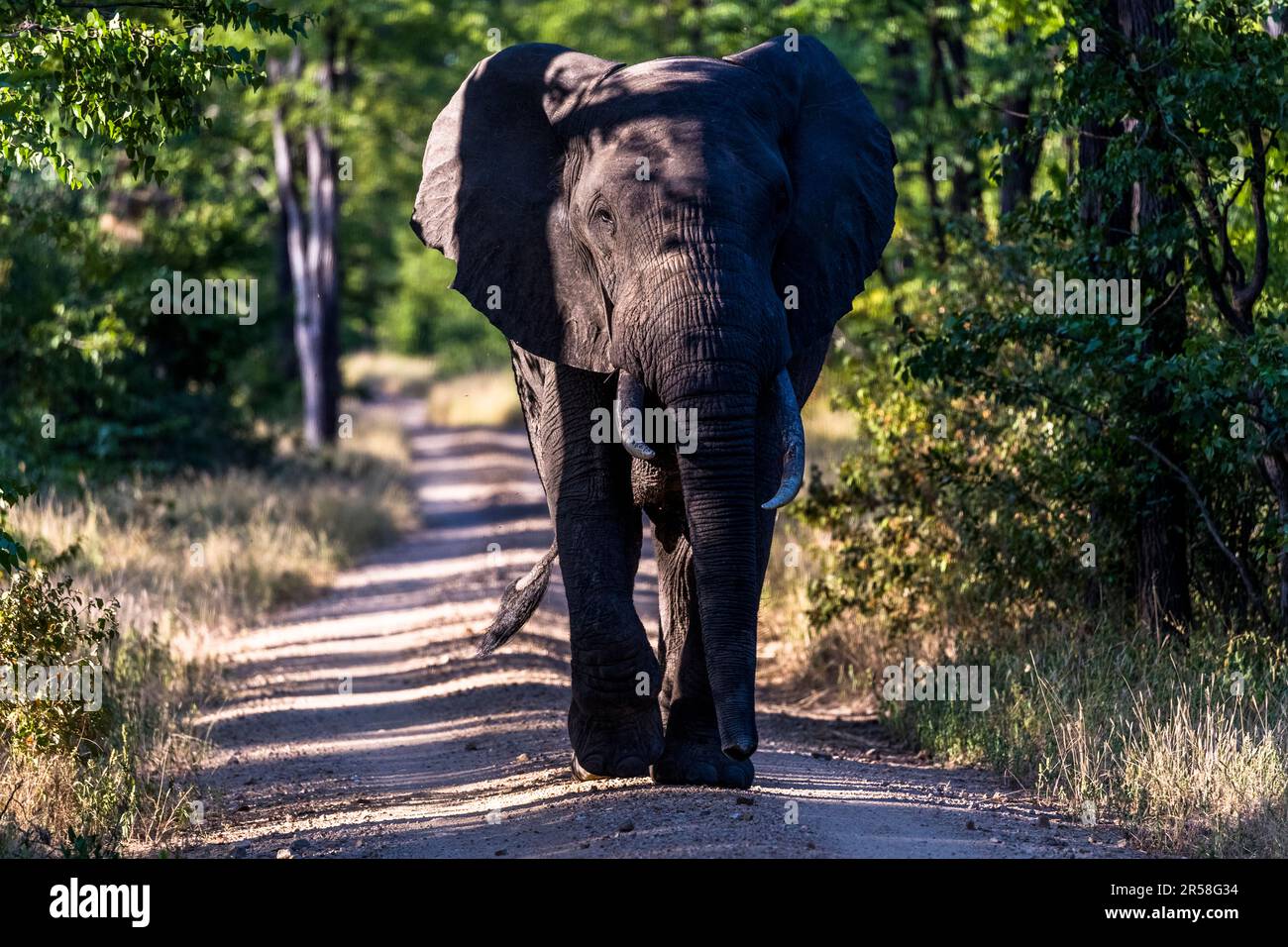 Un éléphant s'approche le long d'une piste dans le parc national de Liwonde, au Malawi, sa trompe recourbée et une patte légèrement levée. Banque D'Images
