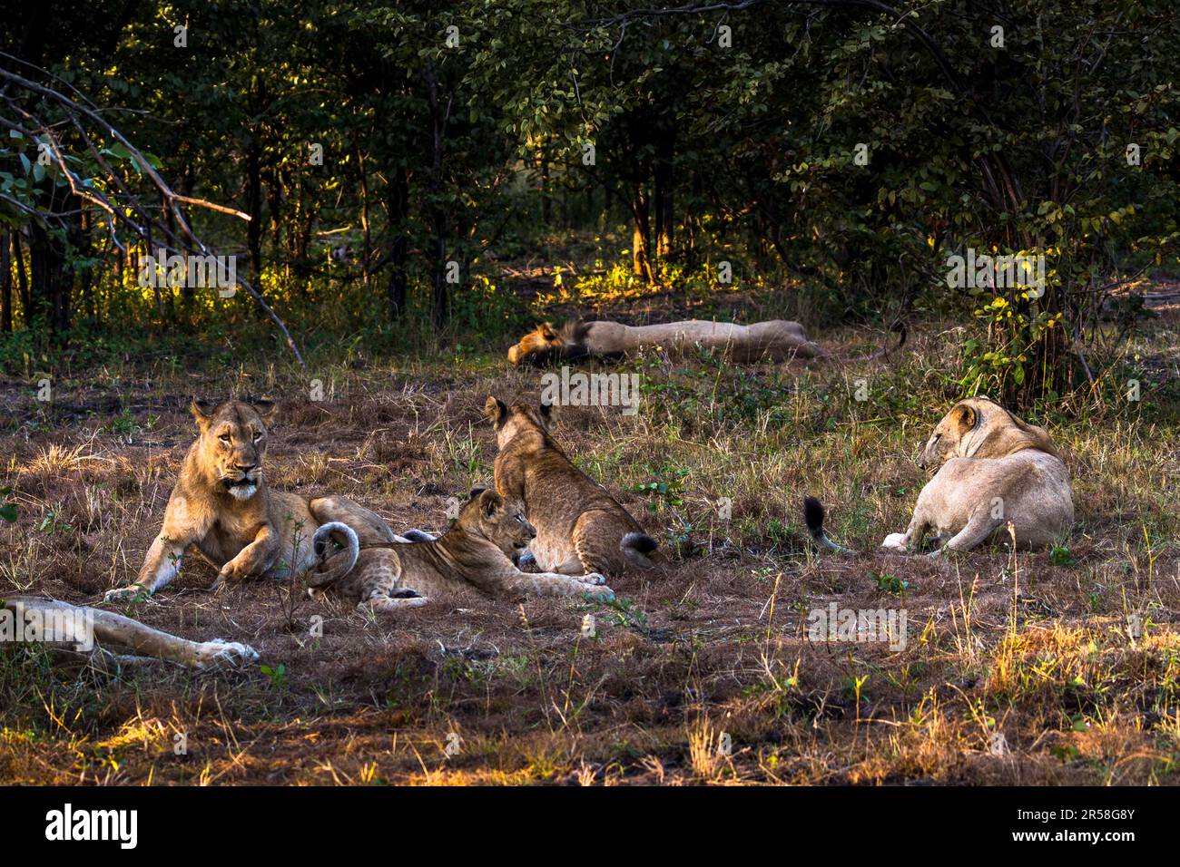 Trois lionceaux sont assis côte à côte, tandis qu’un animal se repose à l’écart du groupe en arrière-plan. La pride a passé la journée à paresser et se prépare maintenant pour la chasse nocturne dans le parc national de Liwonde, au Malawi ; les animaux descendent de la réintroduction de 2018 depuis la réserve de faune de Majete. Banque D'Images