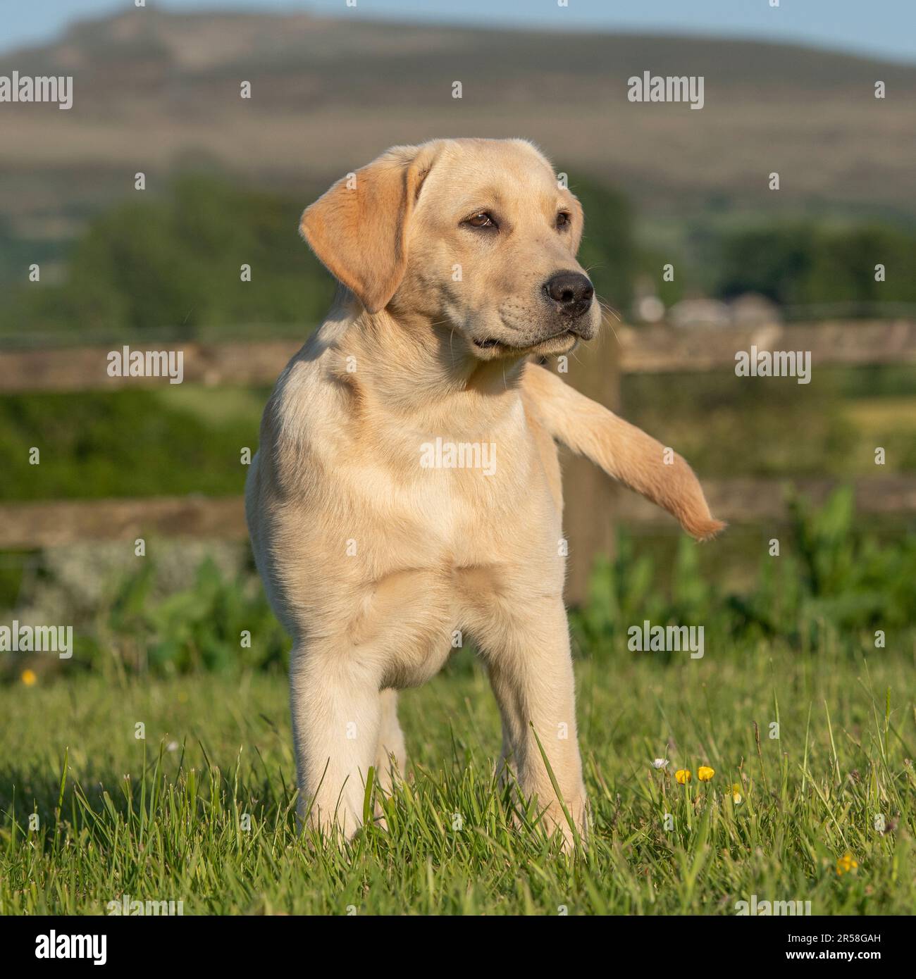 Chiot labrador retriever jaune Banque D'Images
