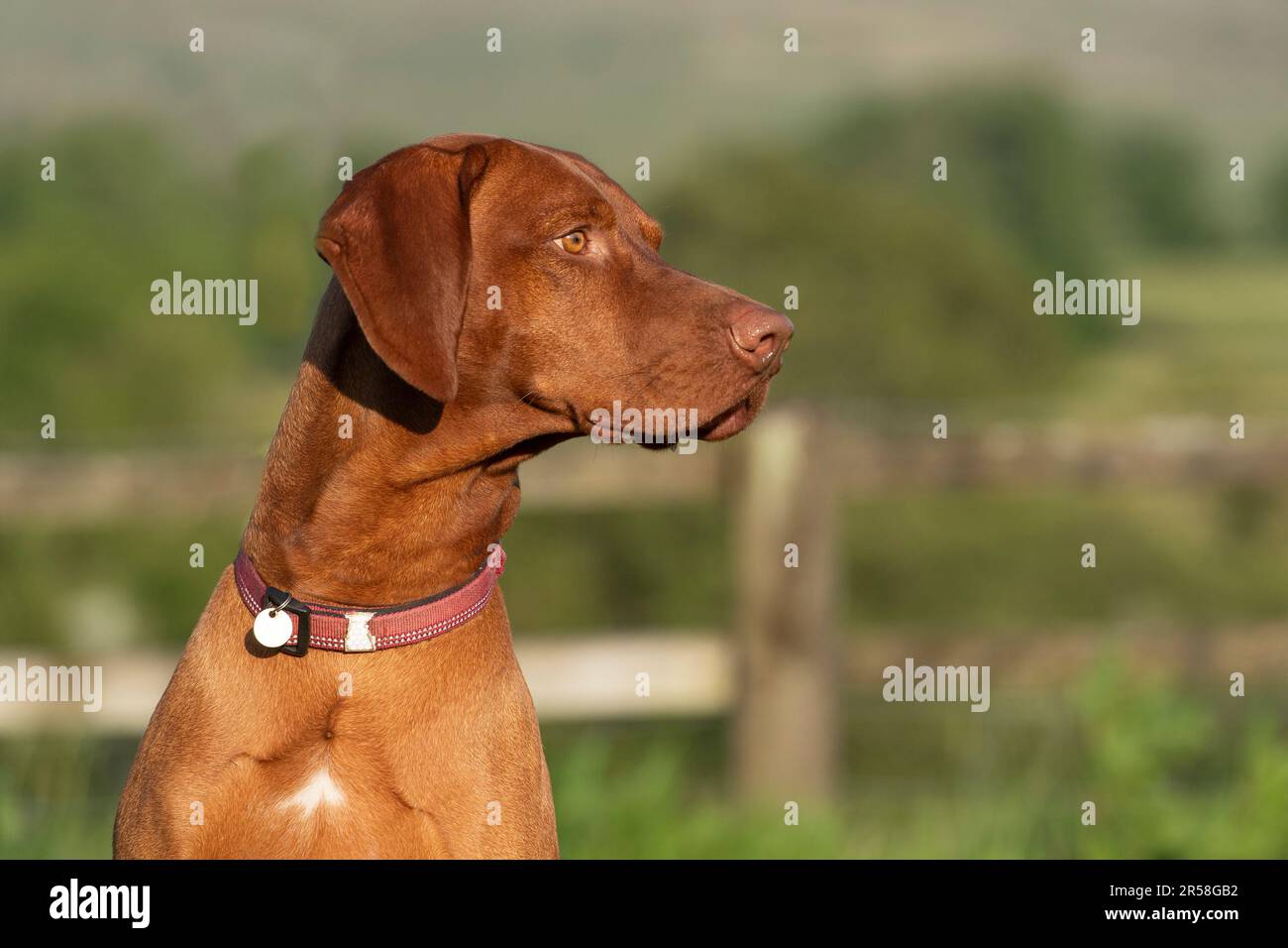 Hungarian Vizsla devint chien Banque D'Images