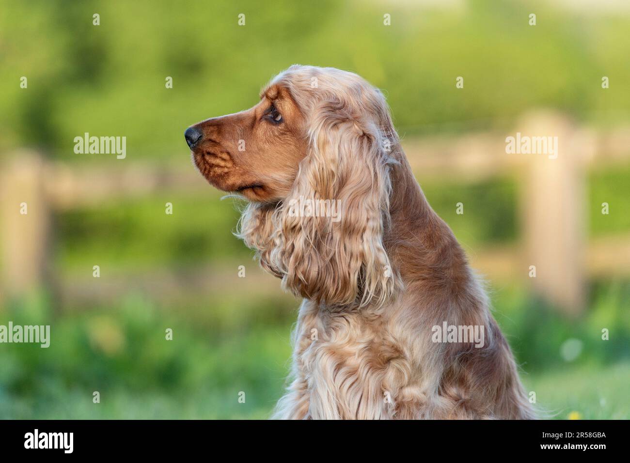 Chien de Cocker anglais Banque D'Images