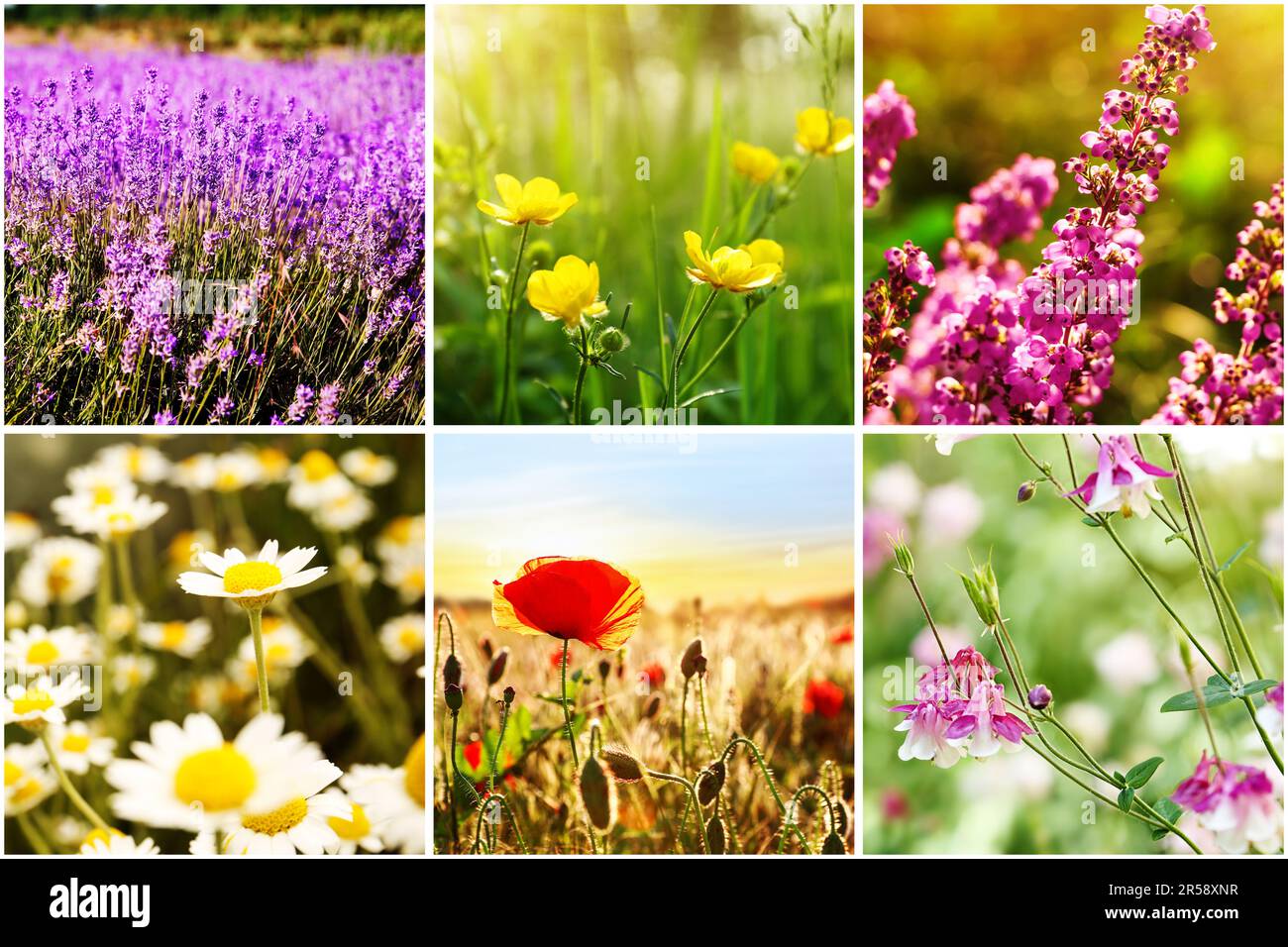 Collage avec photos de différentes belles fleurs sauvages Banque D'Images