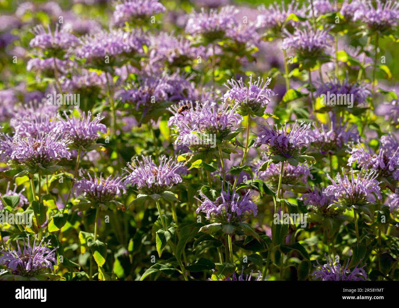 Un jardin rempli de fleurs de baume d'abeille rose ou lavande, avec ses pétales tubulaires mis en évidence par la lumière du soleil. Banque D'Images