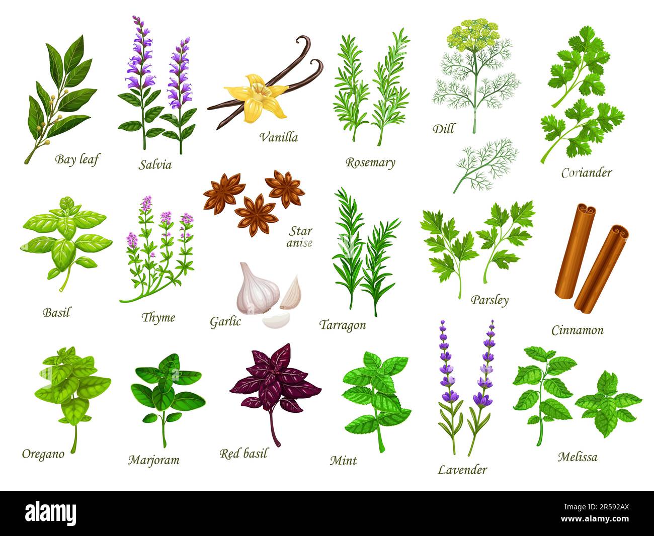 Basilic, thym, coriandre et autres herbes--