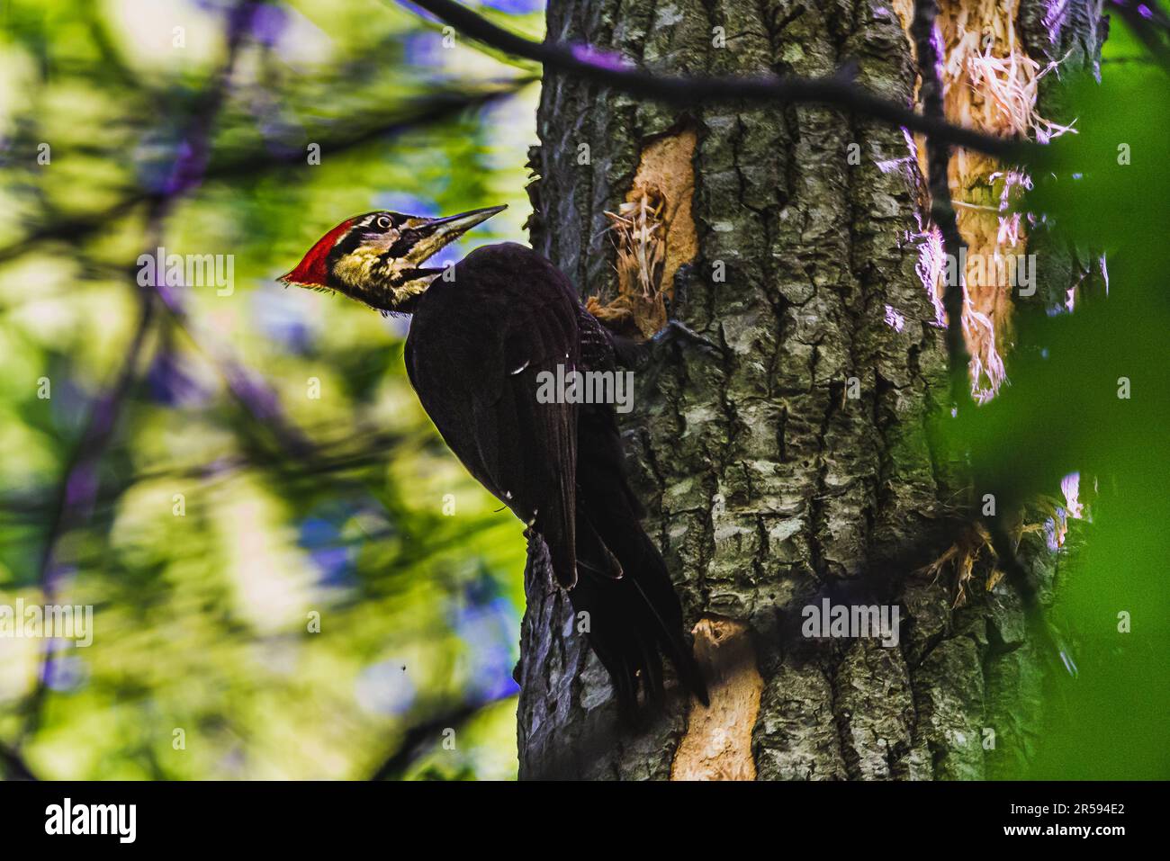 Oiseau de pic. Dans la forêt canadienne, dans la brousse, j'ai rencontré un pic, un oiseau qui a travaillé dur, faisant un bruit de cognement spécifique autour. Banque D'Images