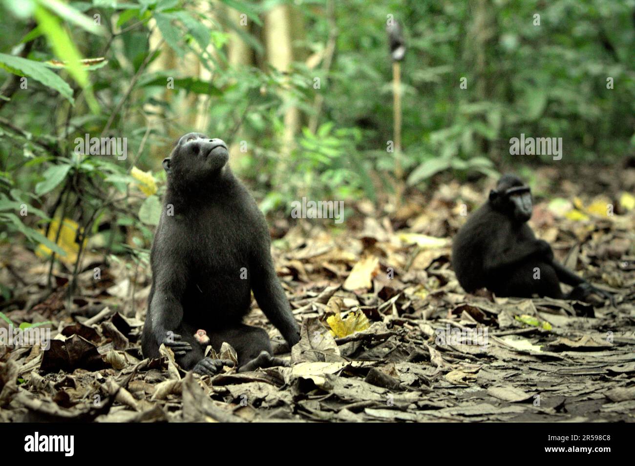 Un macaque Sulawesi à craché noir (Macaca nigra) se trouve au sol de la forêt de Tangkoko, au nord de Sulawesi, en Indonésie. Le changement climatique et les maladies sont de nouvelles menaces pour les primates, Et environ un quart des plages de primates ont des températures par rapport aux plages historiques, selon une équipe de scientifiques dirigée par Miriam Plaza Pinto (Departamento de Ecologia, Centro de Biociências, Universidade Federal do Rio Grande do Norte, Natal, RN, Brésil) dans leur rapport scientifique publié sur la nature en janvier 2023. Banque D'Images