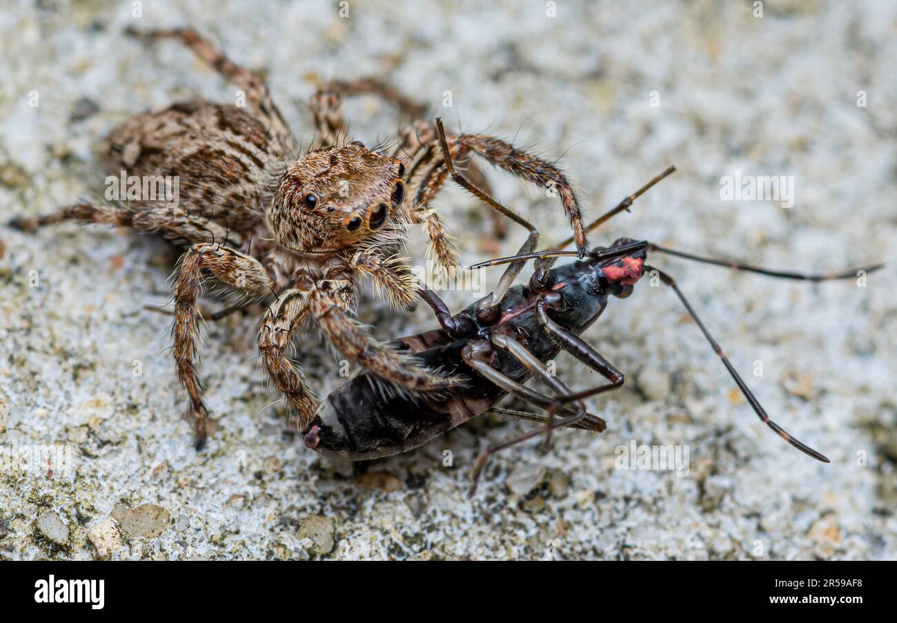 Araignée sauteuse mangeant la proie noire sur le sol de ciment, foyer sélectif, photo macro de l'insecte. Banque D'Images