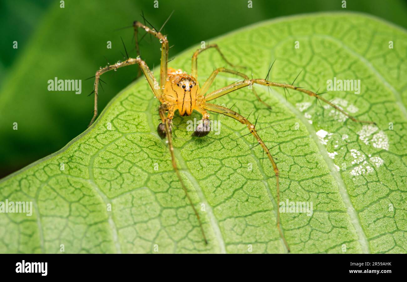 Une araignée jaune ou Oxyopes salticus, araignée lynx, communément appelée araignée lynx rayée sur une feuille verte, Macro photo d'insecte avec foyer sélectif Banque D'Images