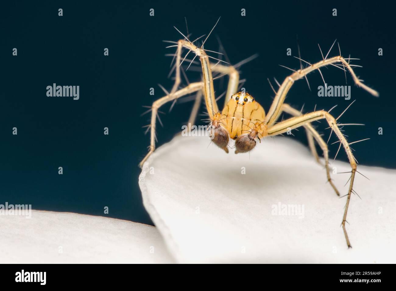 Une araignée jaune ou Oxyopes salticus, araignée de lynx, communément connue sous le nom d'araignée de lynx rayée sur le pétale blanc et gouttes d'eau sur le corps, Macro photo d'INS Banque D'Images