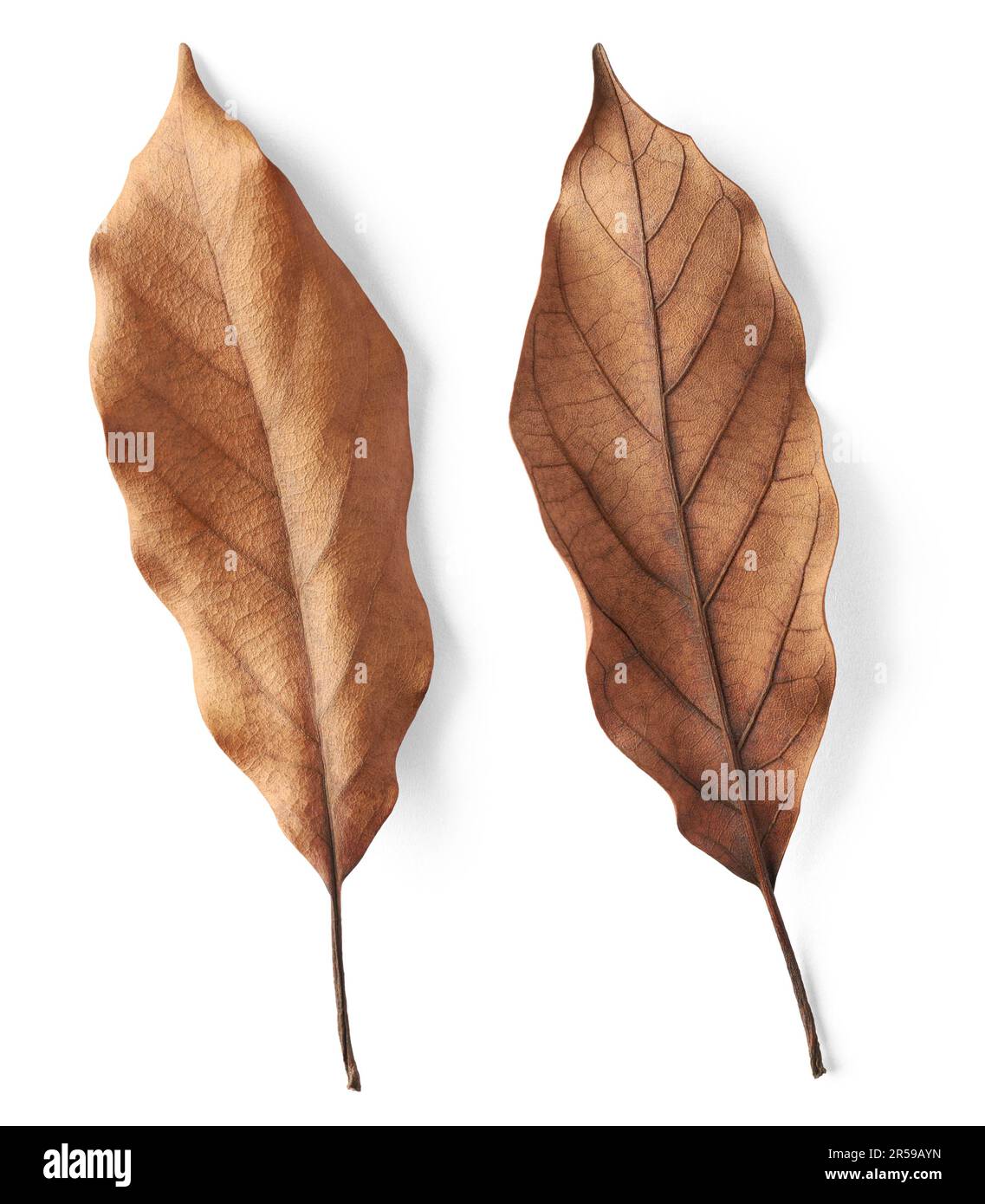 des deux côtés des feuilles sèches, matériau biodégradable de recyclage de jardin, gros plan macro pris directement d'en haut, collecte Banque D'Images