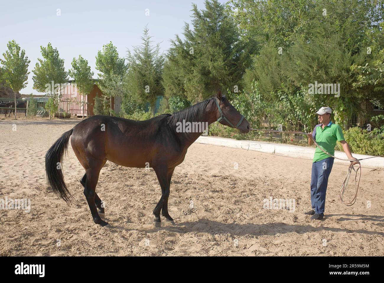Akhal Teke Banque D'Images